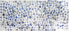 Julie Green: Flown Blue