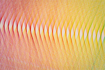 Plexus no. 34