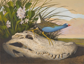 Purple Gallinule