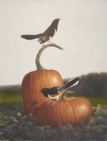 Rufous-sided Towhee, Dec. 1983