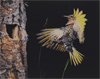 Eliot Porter’s Birds