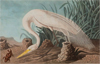A Telling Instinct: John James Audubon & Contemporary Art