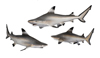Sharks!