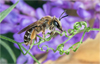 Wild Bees: Photographs by Paula Sharp and Ross Eatman