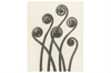 No Two Alike: Karl Blossfeldt, Francis Bruguière, Thomas Ruff
