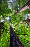 Seeing the Forests and the Trees: Winifred Helton-Harmon