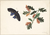 Emily Esdaile Weston (1810-1886) | The Legacy of a Planter’s Wife