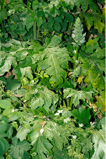 The Garden (Acanthus mollis, Urtica dioca & Oenanthe javanica / Rome, Italy / May 17, 2022), 2022