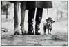 Stampede: Animals in Art