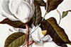 Birds, Bugs and Blooms: Observing the Natural World in the 18th Century