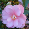 In Our Garden: The Dixon through Your Lens