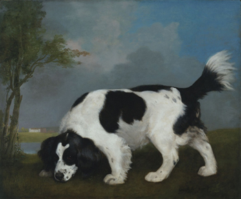 Black and White Spaniel Following a Scent, 1793