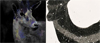 BIRDS OF APPETITE: ALCHEMY & APPARITION WORKS BY IZUMI YOKOYAMA AND TASHA OSTRANDER