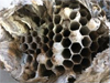 Dolichovespula Maculata: Works of paper by Dianne Frost