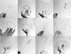 Julie Lake: Compendium