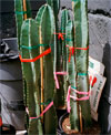Truth Told Slant: Contemporary Photography