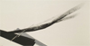 Vibrant Line: Works on Paper by Tanaka, Shinoda, and Tawara