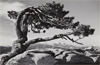 Natural Abstraction: Brett Weston and His Contemporaries