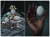 Eggs to Apples: Dream of Negligible Senescence
