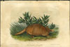 Masterful Mammals