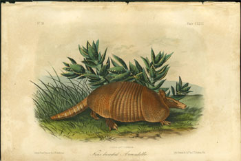 Nine Banded Armadillo