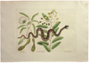 Prints That Kill: Poisonous Plants and Animals