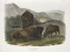 The Long View: From Conservation to Sustainability: Works from the Bank of America Collection
