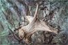 Gathered: Photographs by Lucinda Bunnen