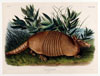 Spectacular Achievements: Audubon’s Animals of North America