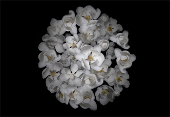 Cluster, 2015