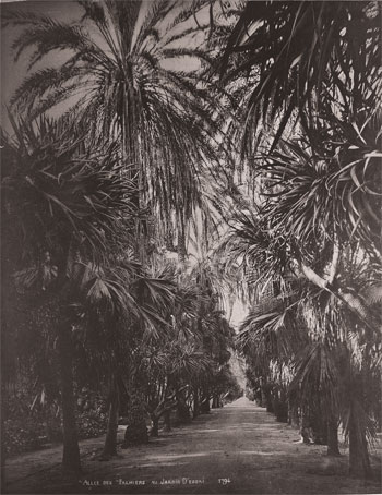 Allée du Palmiers au Jardin d’Essai