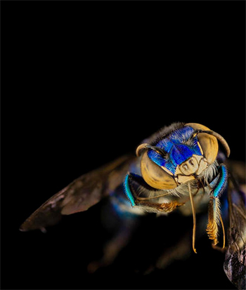 Whole Bee, 2020