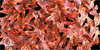 Leaf Patterns