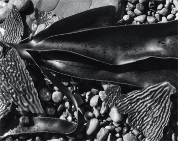 Pebbles and Kelp, Point Lobos, California, 1965