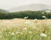 Alan Shuptrine: Appalachian Watercolors of the Serpentine Chain