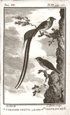 Rare and Wondrous: Birds in Art and Culture 1620–1820