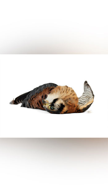 EYES WIDE SHUT from the series found birds, 2010