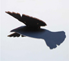 Flight