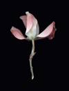JOYCE TENNESON —BOTANICAL BEAUTY
