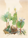 Flora, Fauna, Font: Illustrating the Alphabet