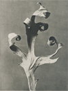All the Marvelous Surfaces: Photography Since Karl Blossfeldt