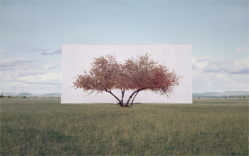 Tree…#2, from the series Tree Abroad, 2011